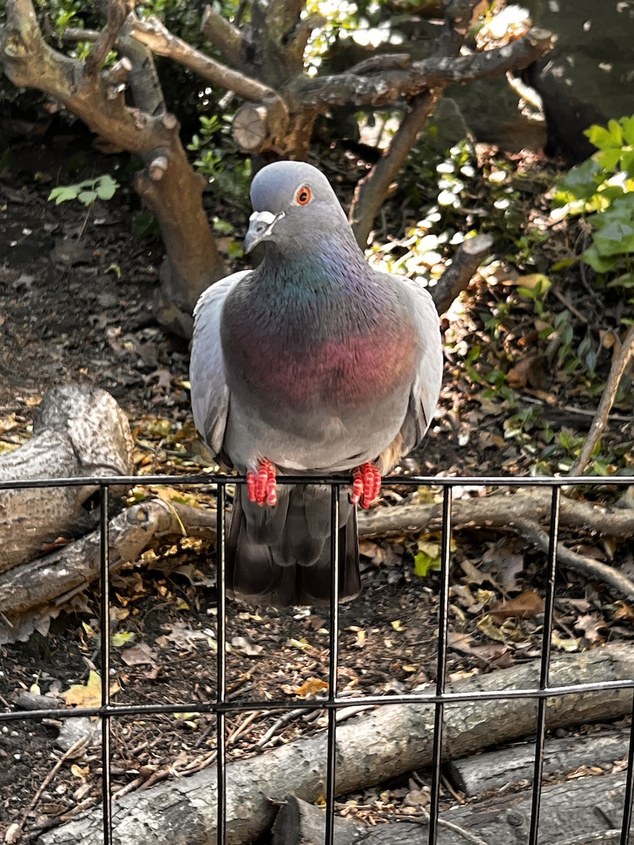 Rock Pigeon (Feral Pigeon) - ML619857926