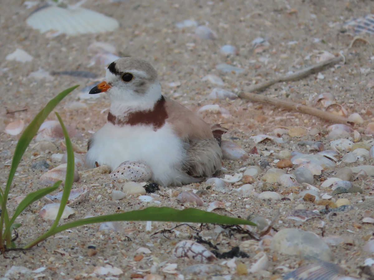 Piping Plover - ML619857939