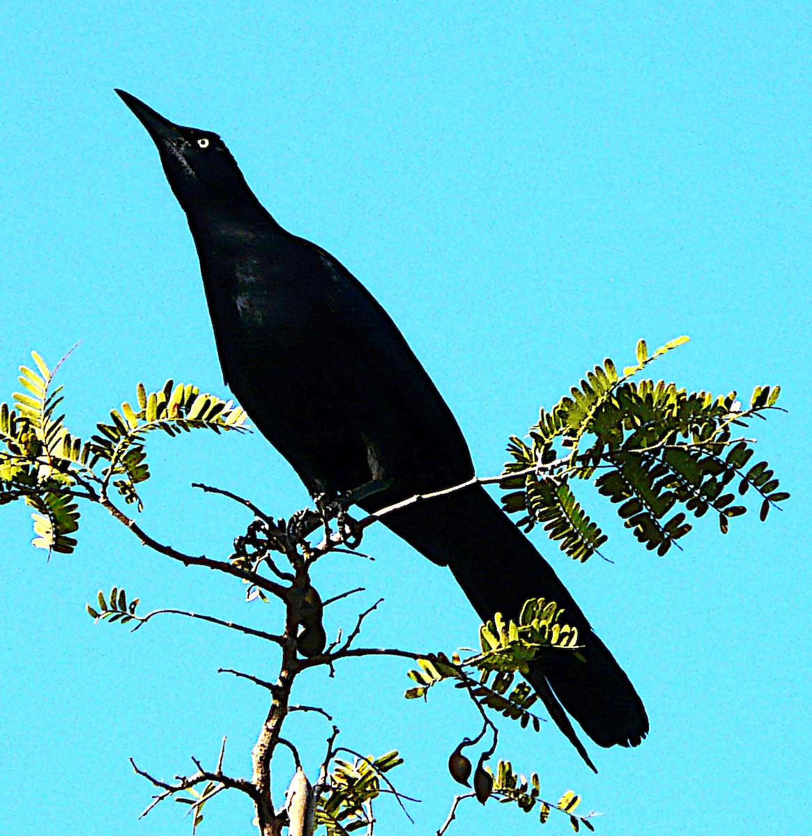 Great-tailed Grackle - ML619857943