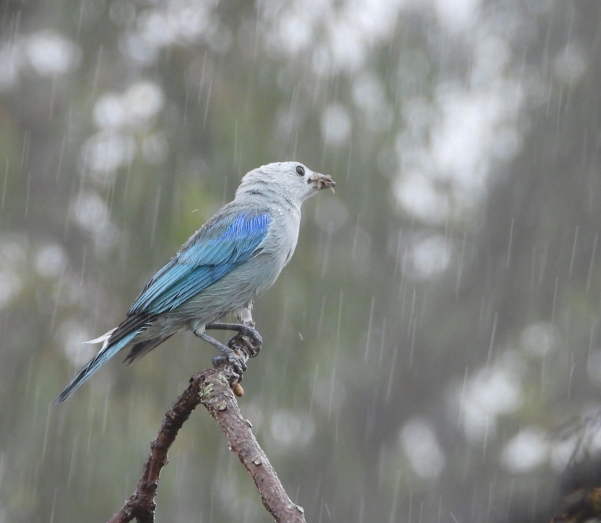 Blue-gray Tanager - ML619857946