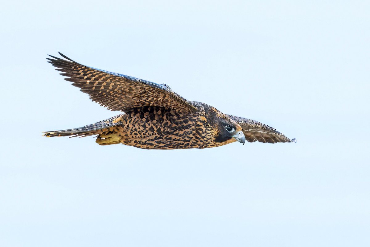 Peregrine Falcon - ML619857947