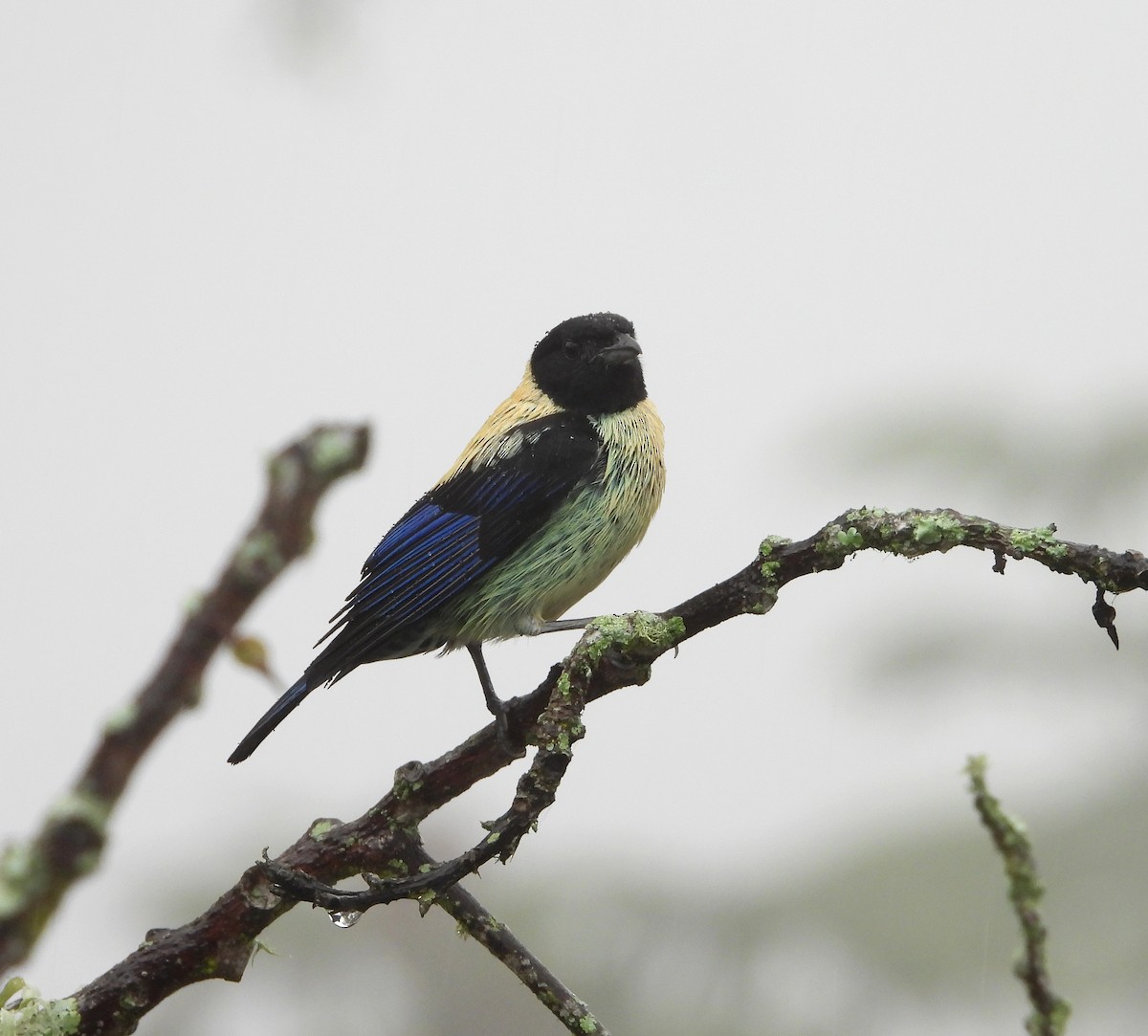 Black-headed Tanager - ML619857948