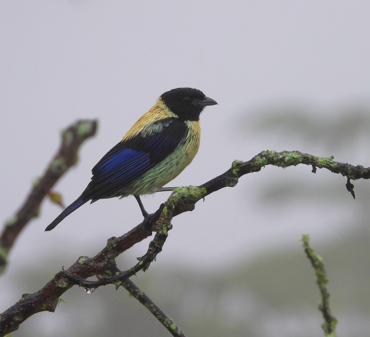 Black-headed Tanager - ML619857949