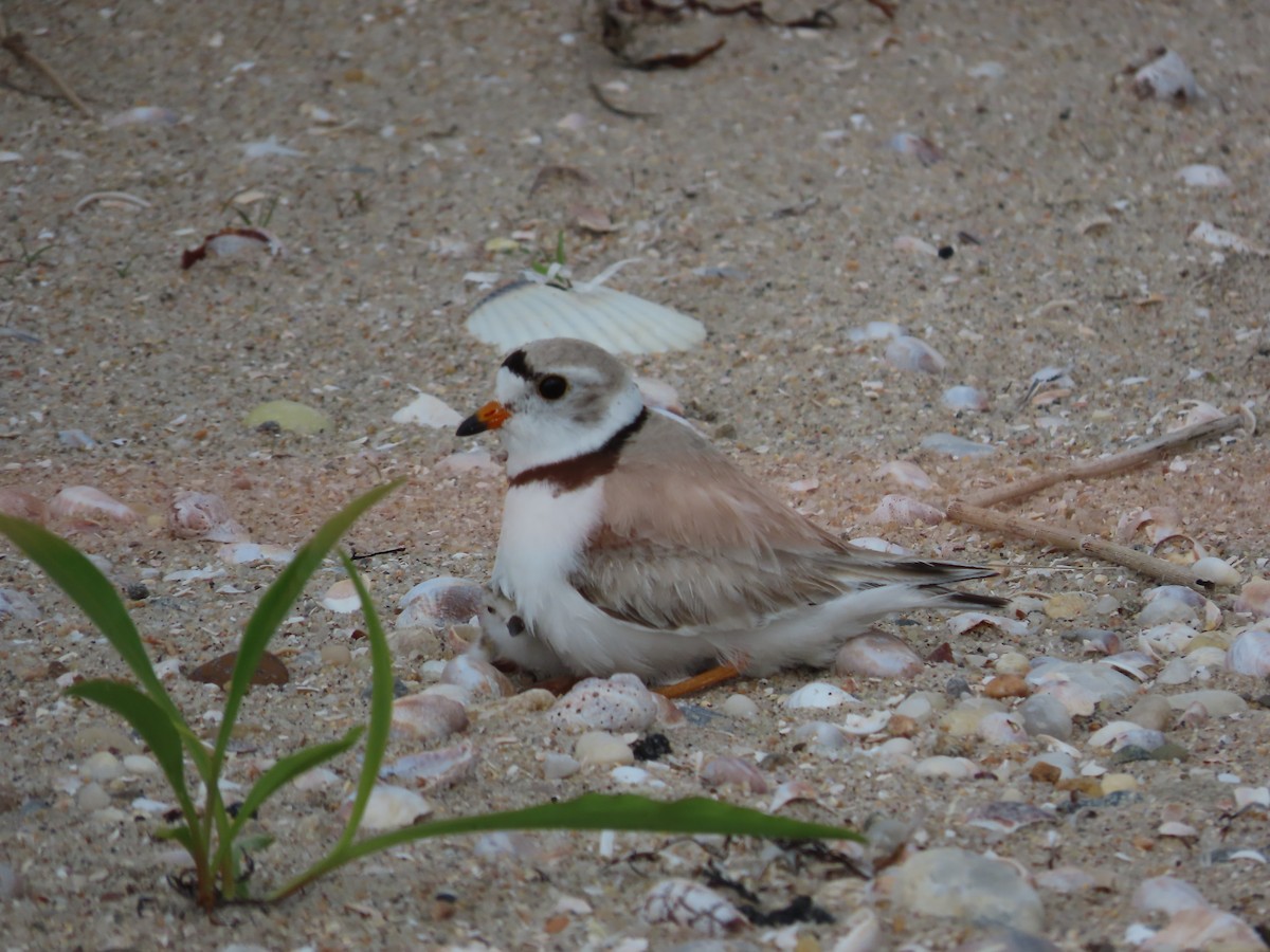 Piping Plover - ML619857952