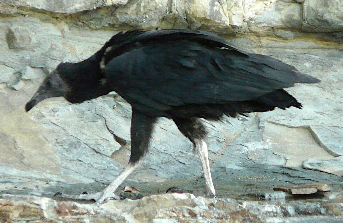 Black Vulture - ML619857953