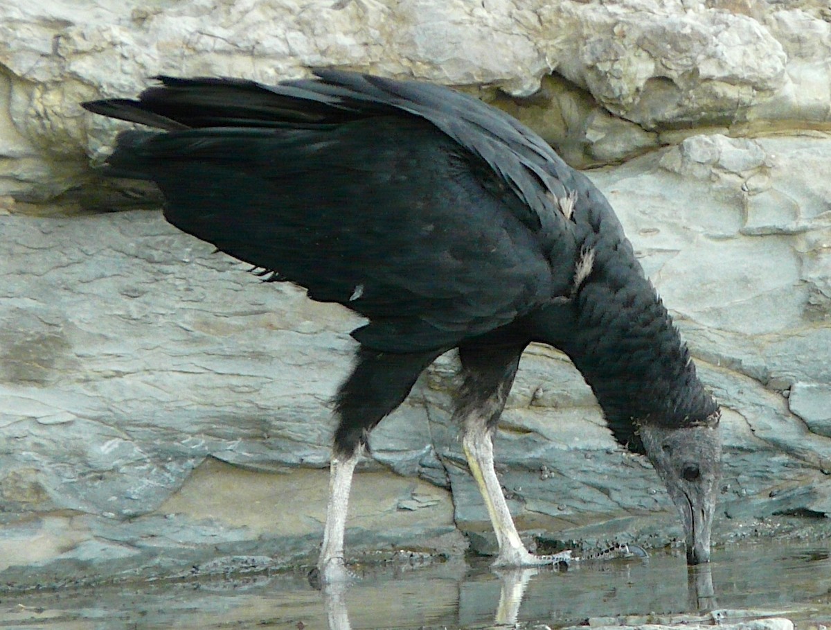 Black Vulture - ML619857956