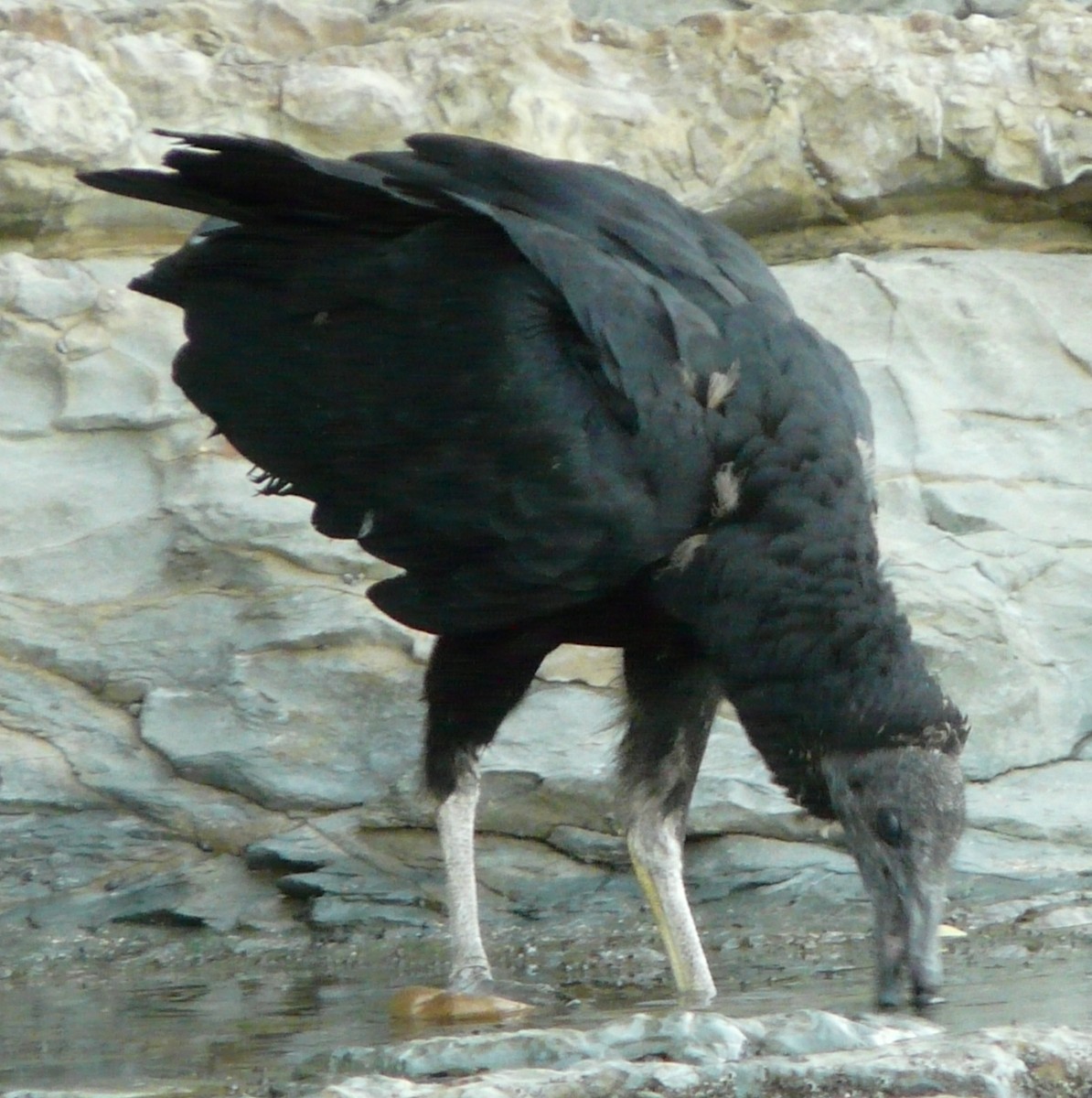 Black Vulture - ML619857962