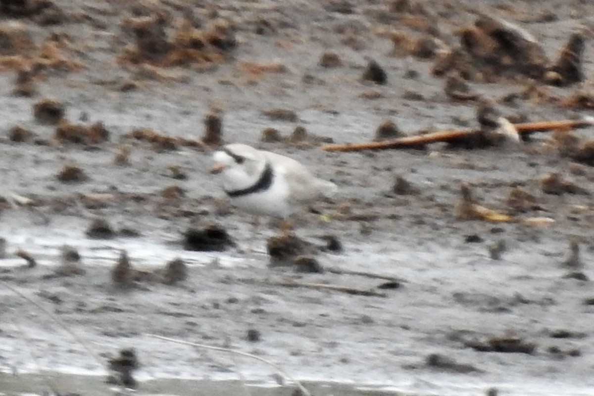 Piping Plover - ML619857968