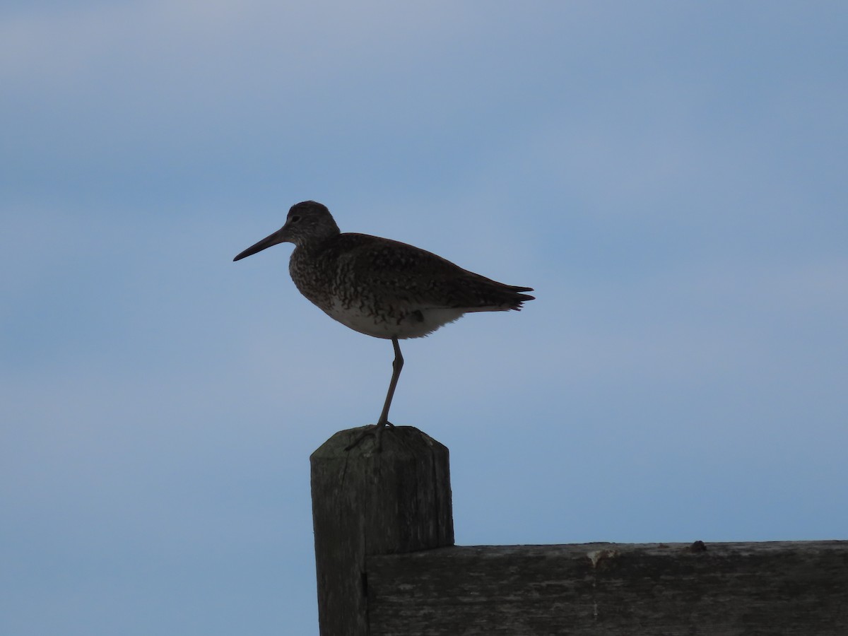 Willet - ML619857970