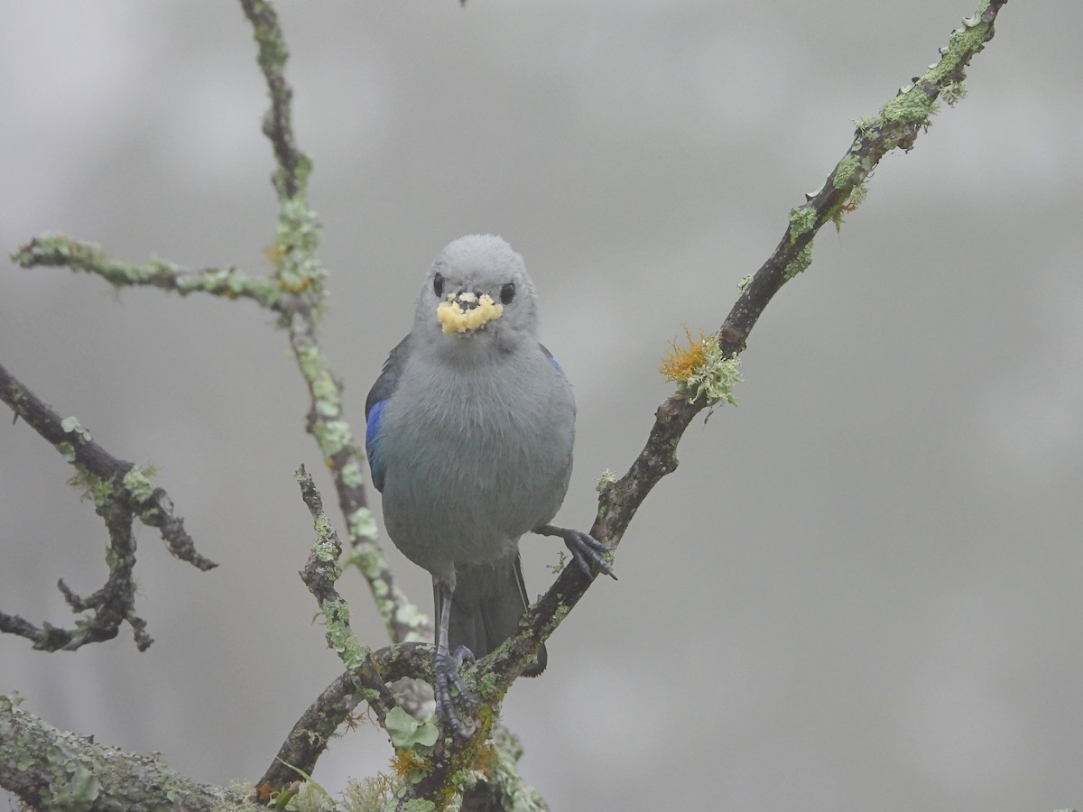 Blue-gray Tanager - ML619857974