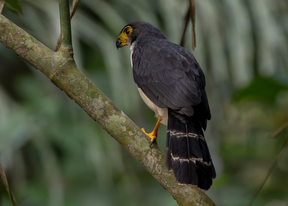 Slaty-backed Forest-Falcon - ML619857983