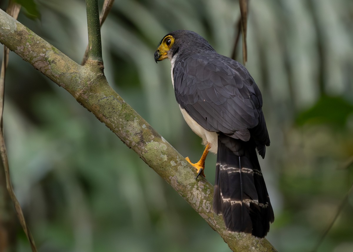 Slaty-backed Forest-Falcon - ML619857985