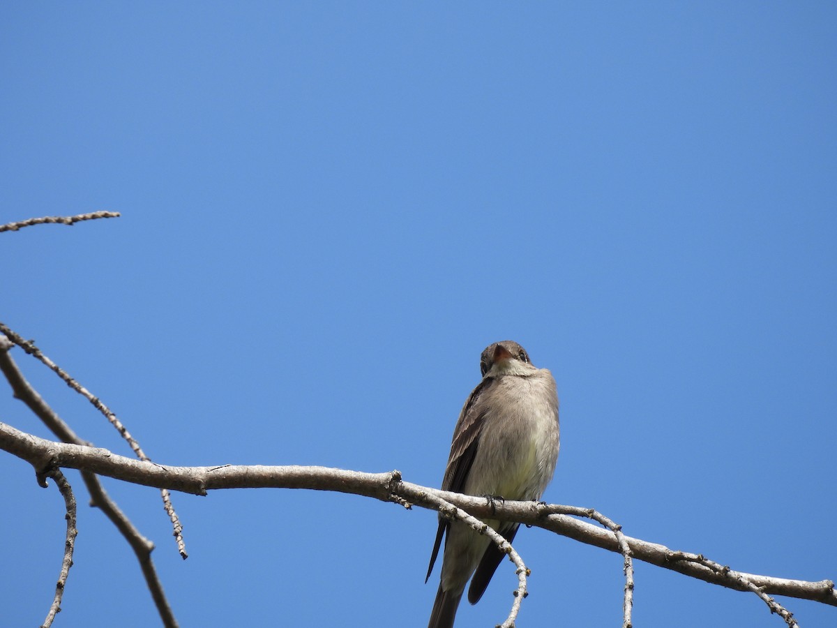 Western Wood-Pewee - ML619857995