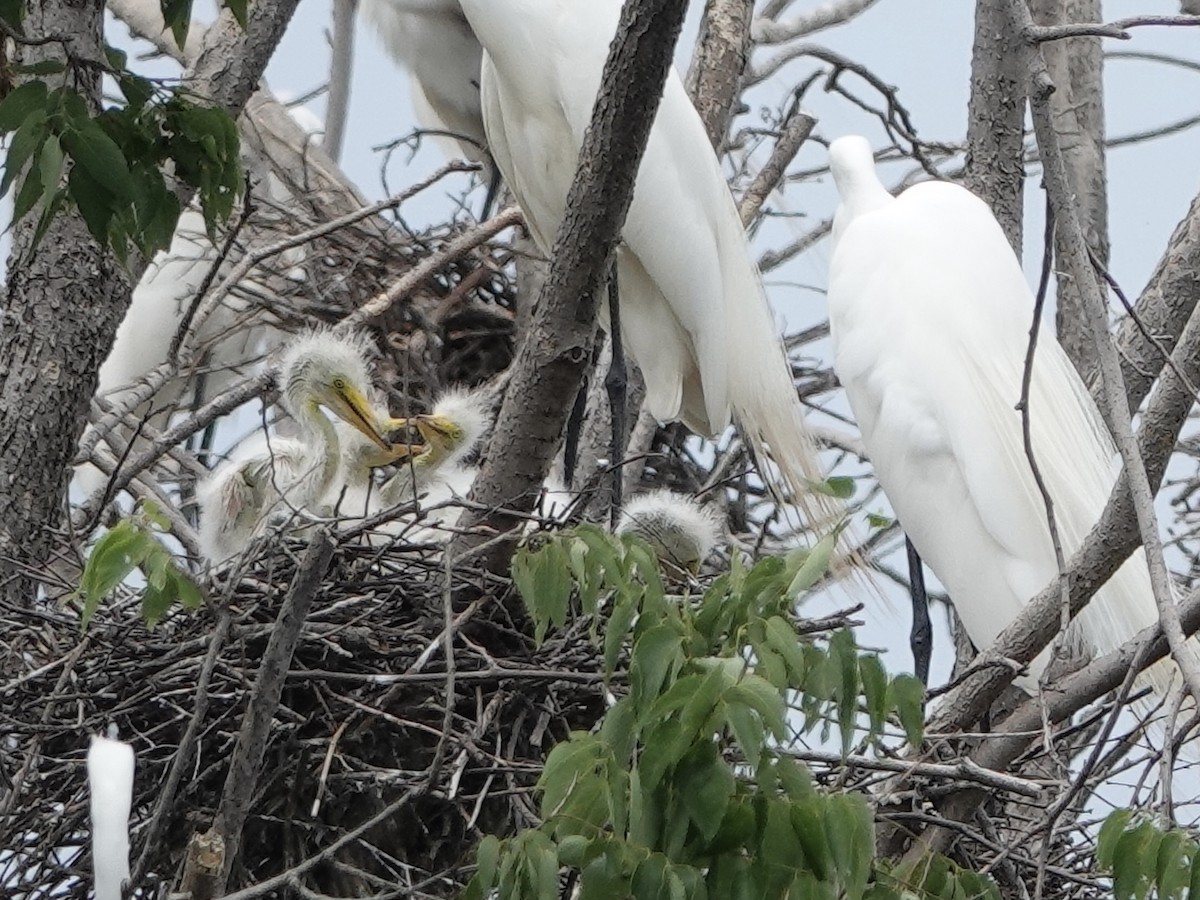 Great Egret - ML619857997