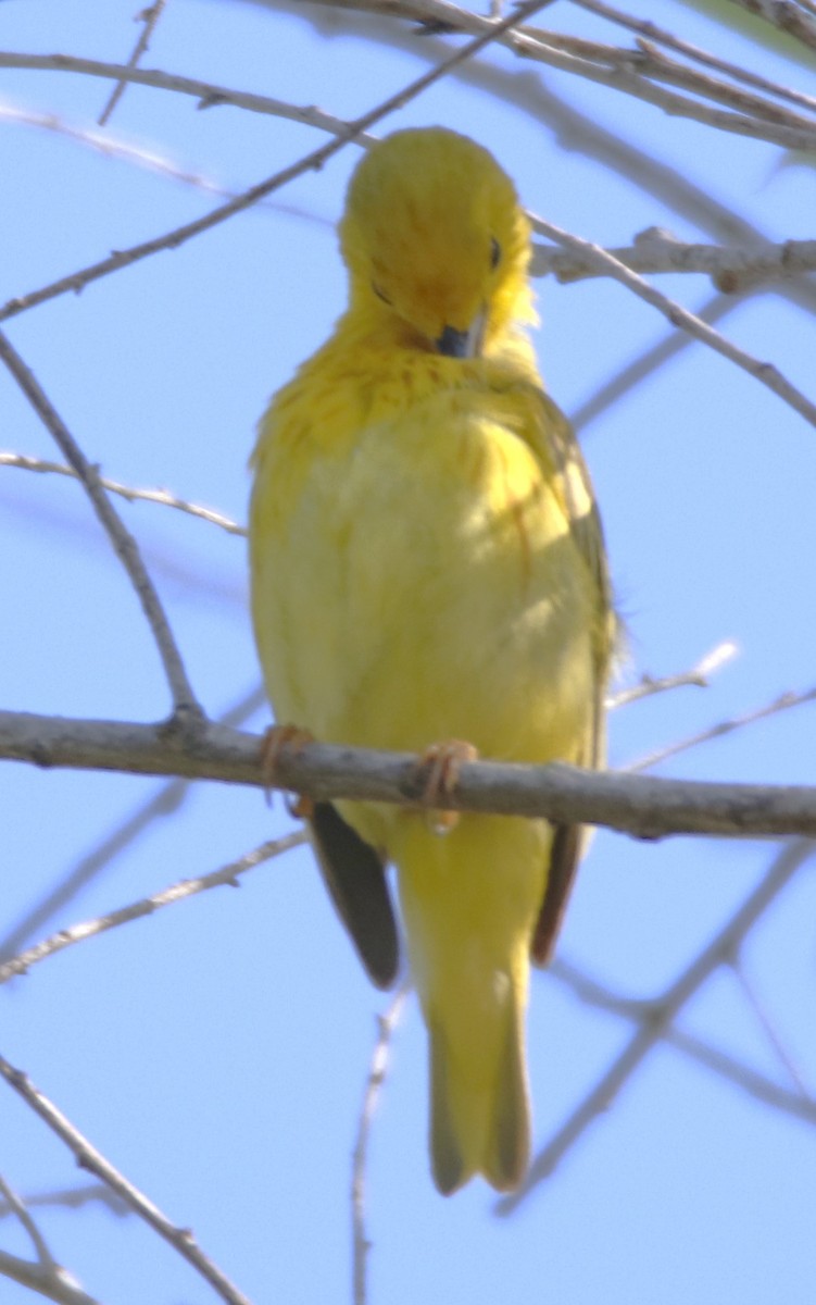 Yellow Warbler - ML619857999