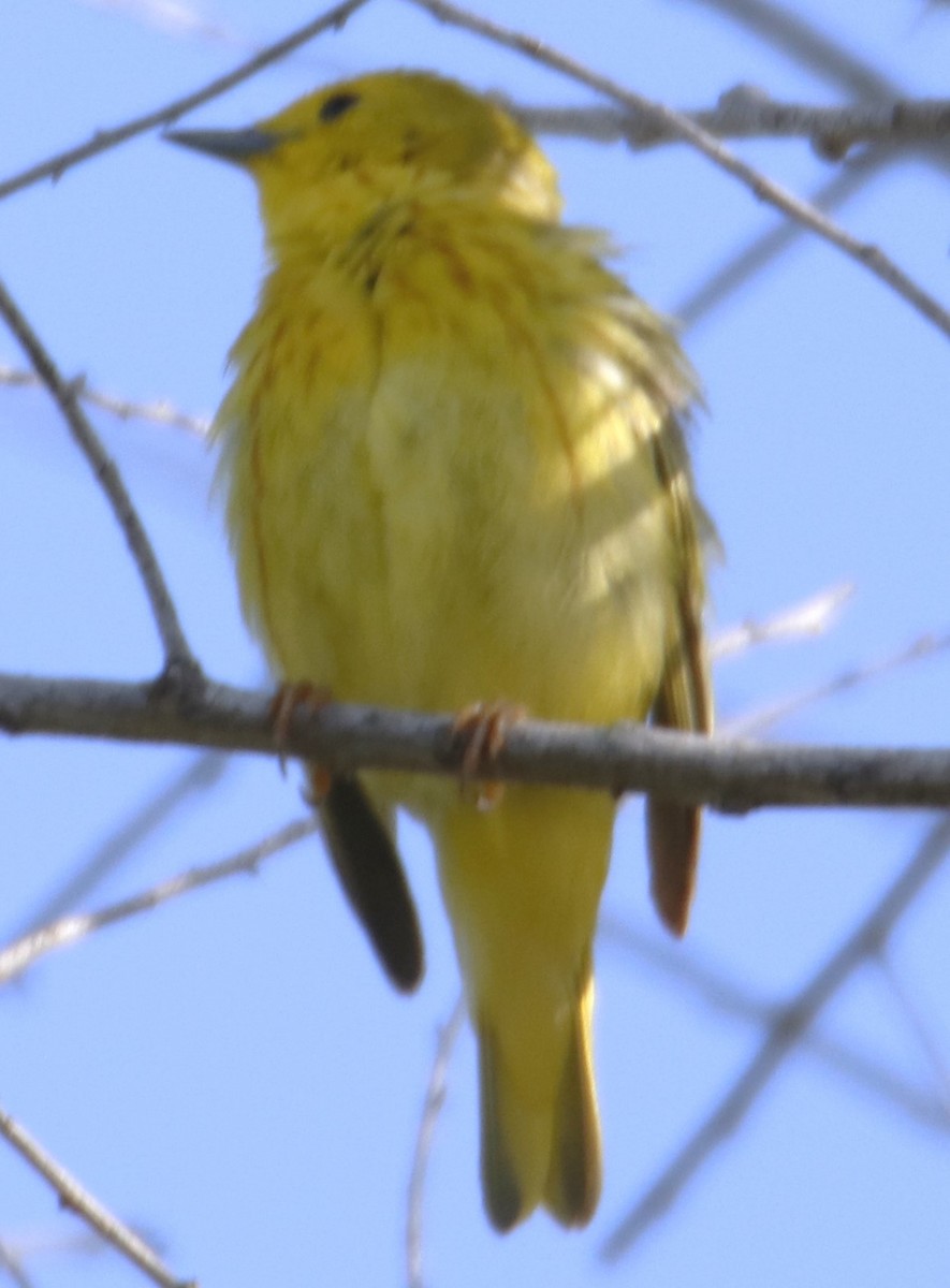 Yellow Warbler - ML619858001