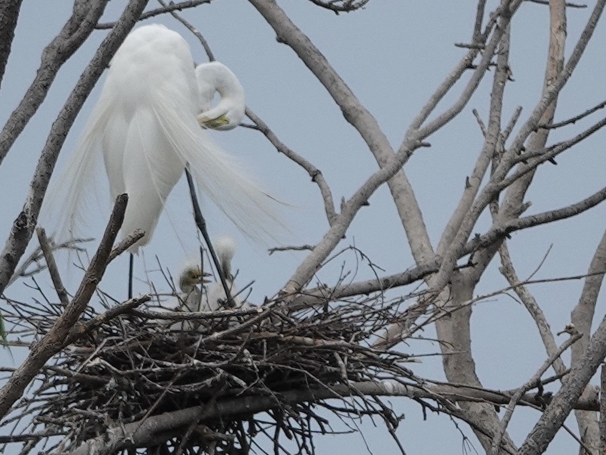 Great Egret - ML619858003