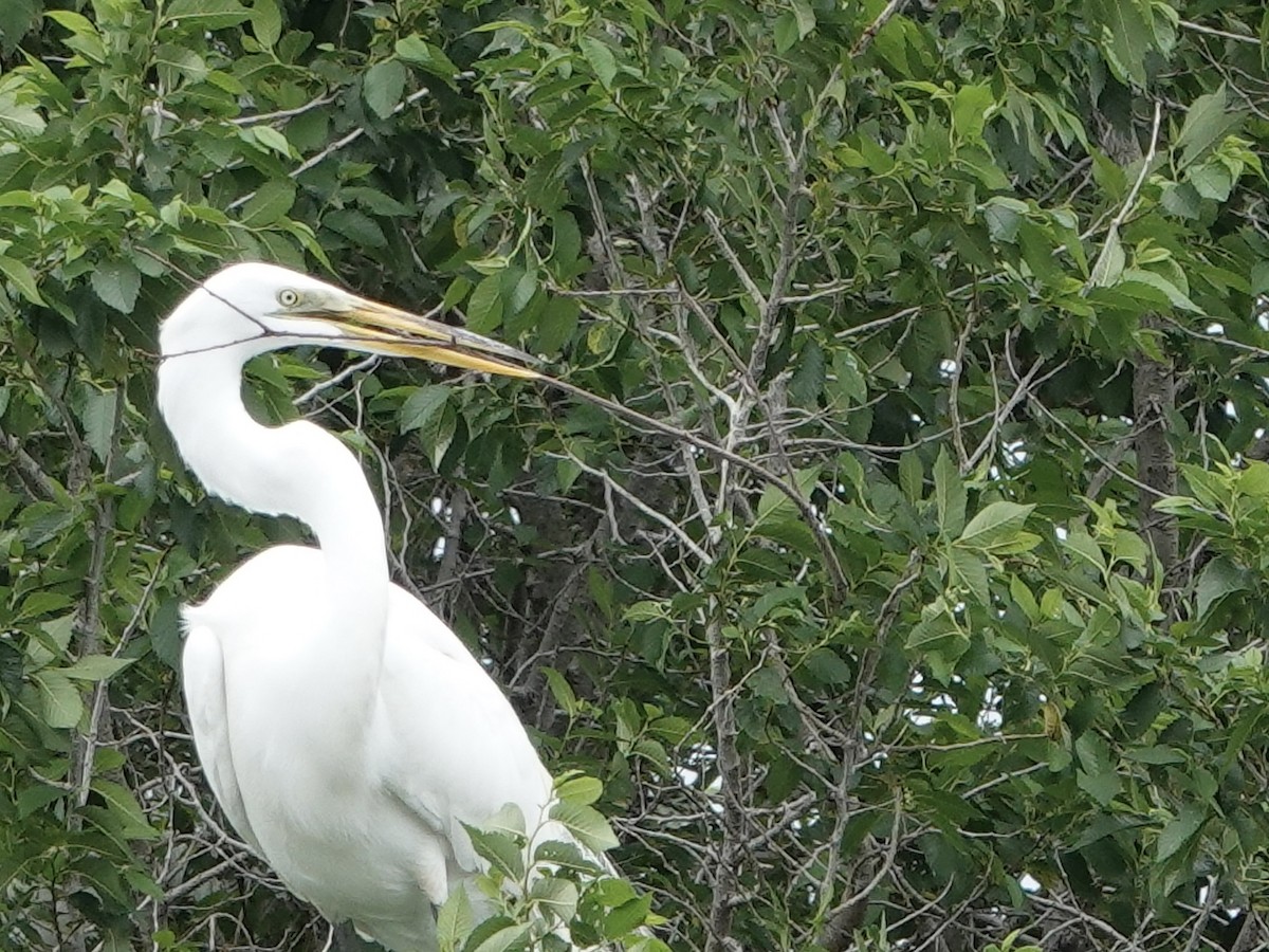 Great Egret - ML619858007