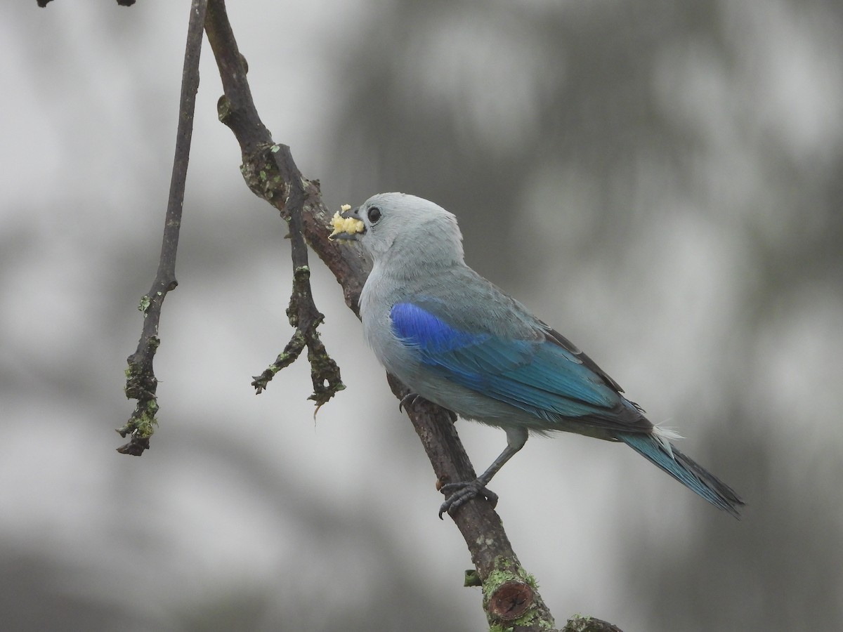 Blue-gray Tanager - ML619858008