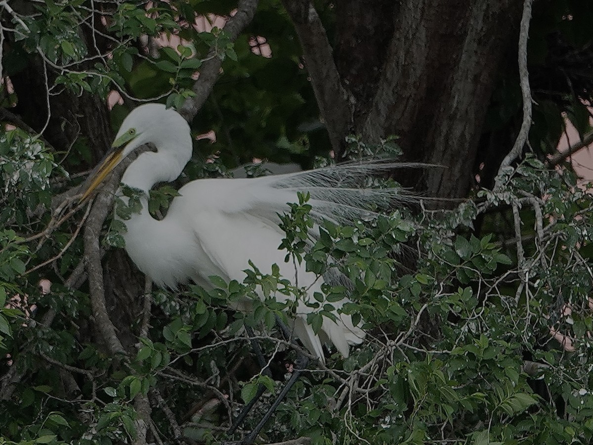 Great Egret - ML619858009