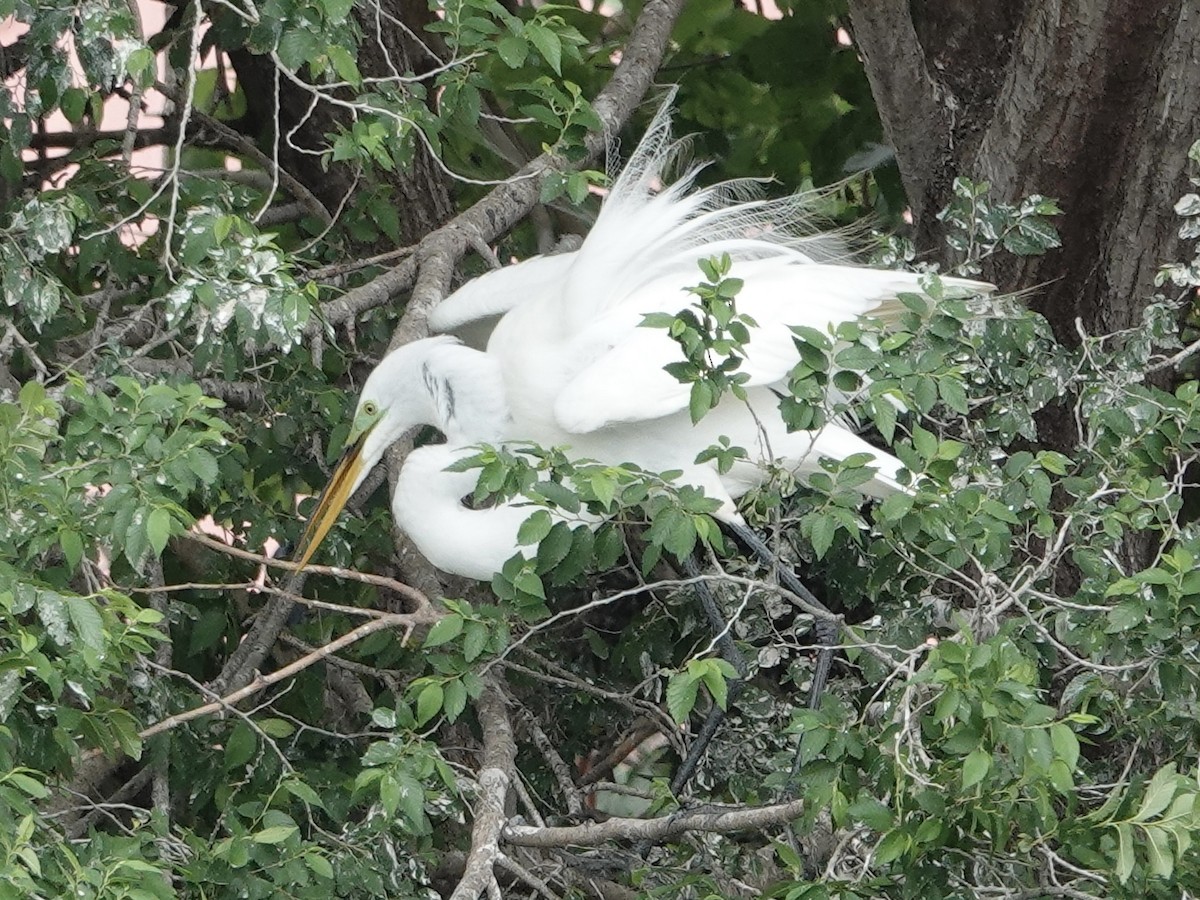 Great Egret - ML619858010