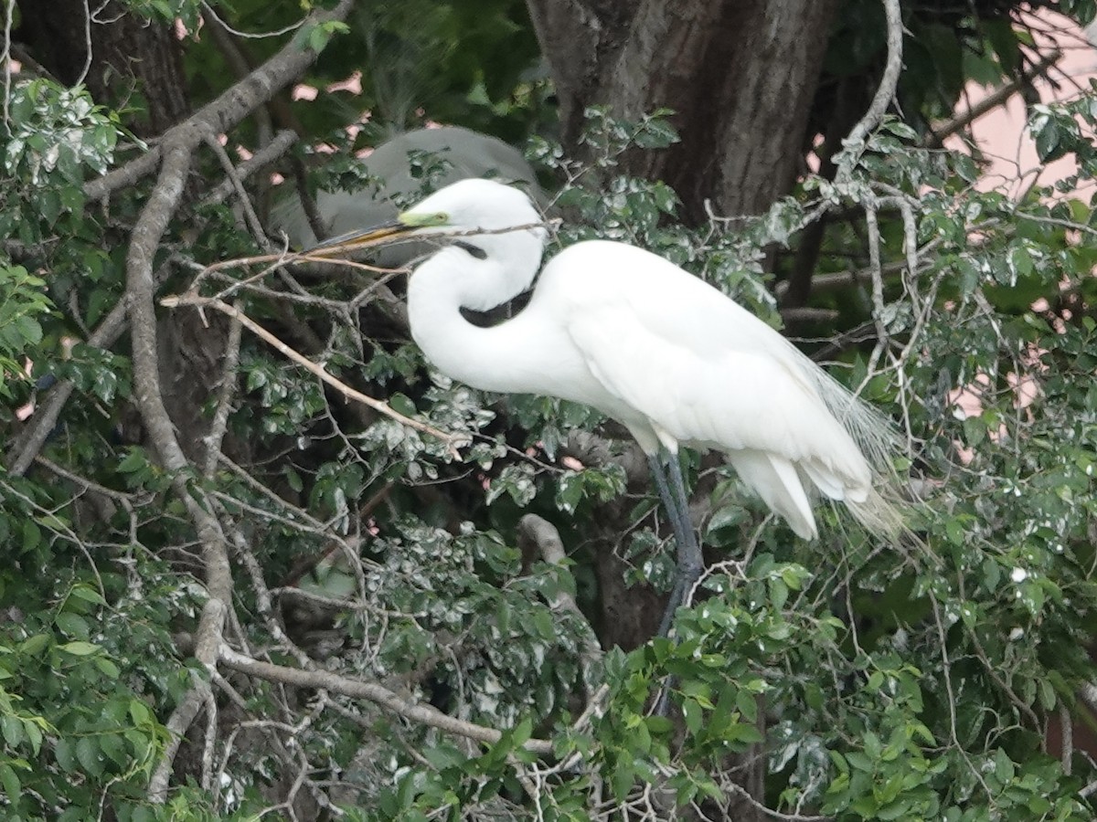 Great Egret - ML619858011