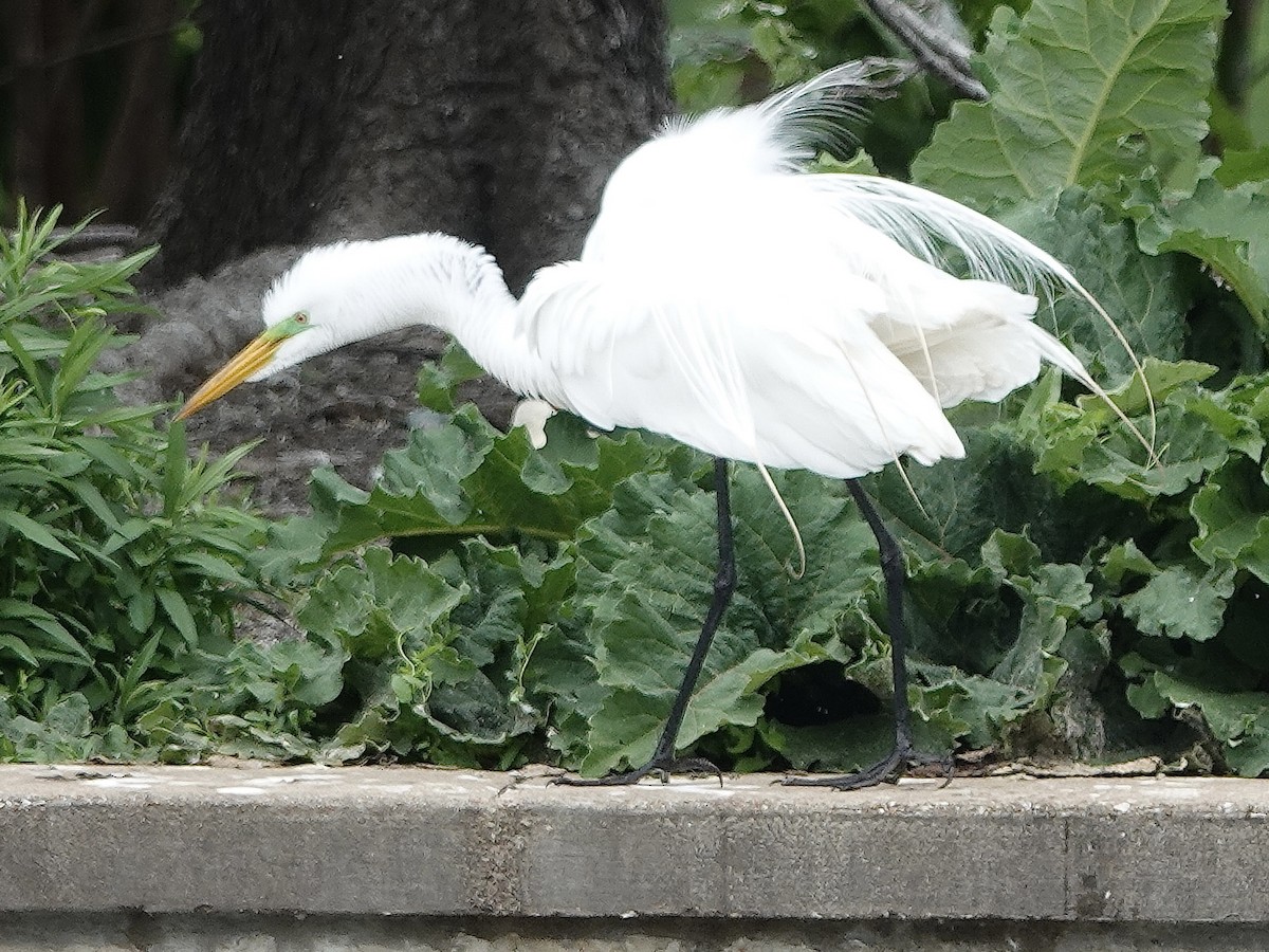 Great Egret - ML619858013