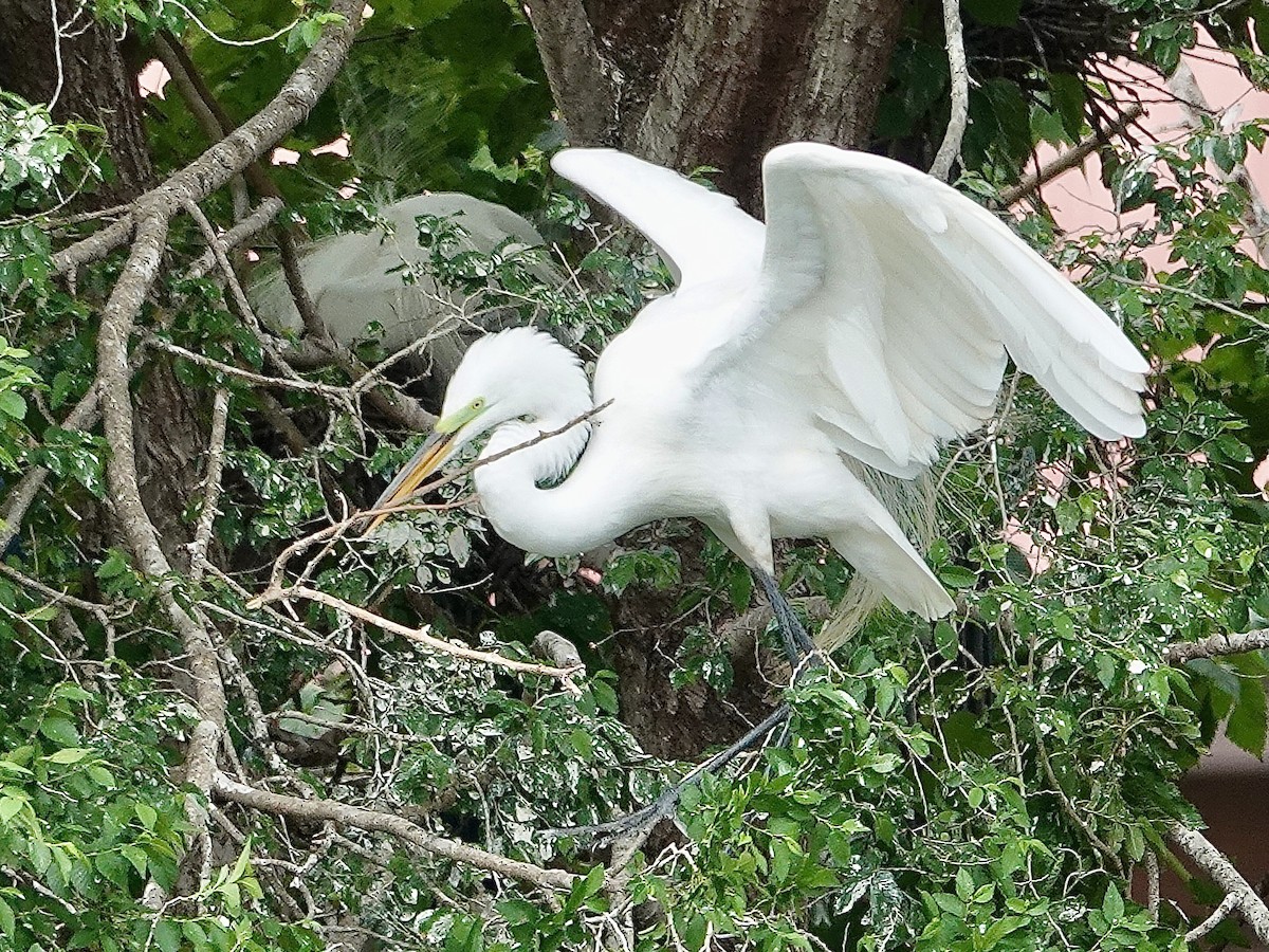 Great Egret - ML619858014