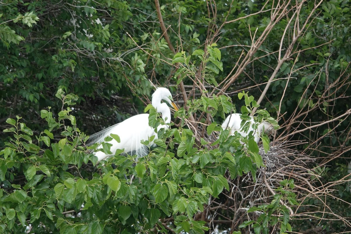 Great Egret - ML619858016