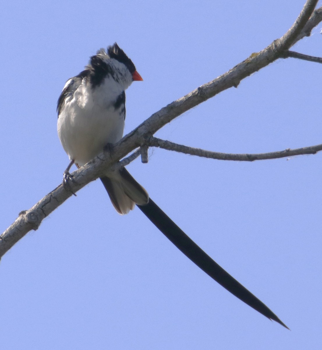 Pin-tailed Whydah - ML619858023