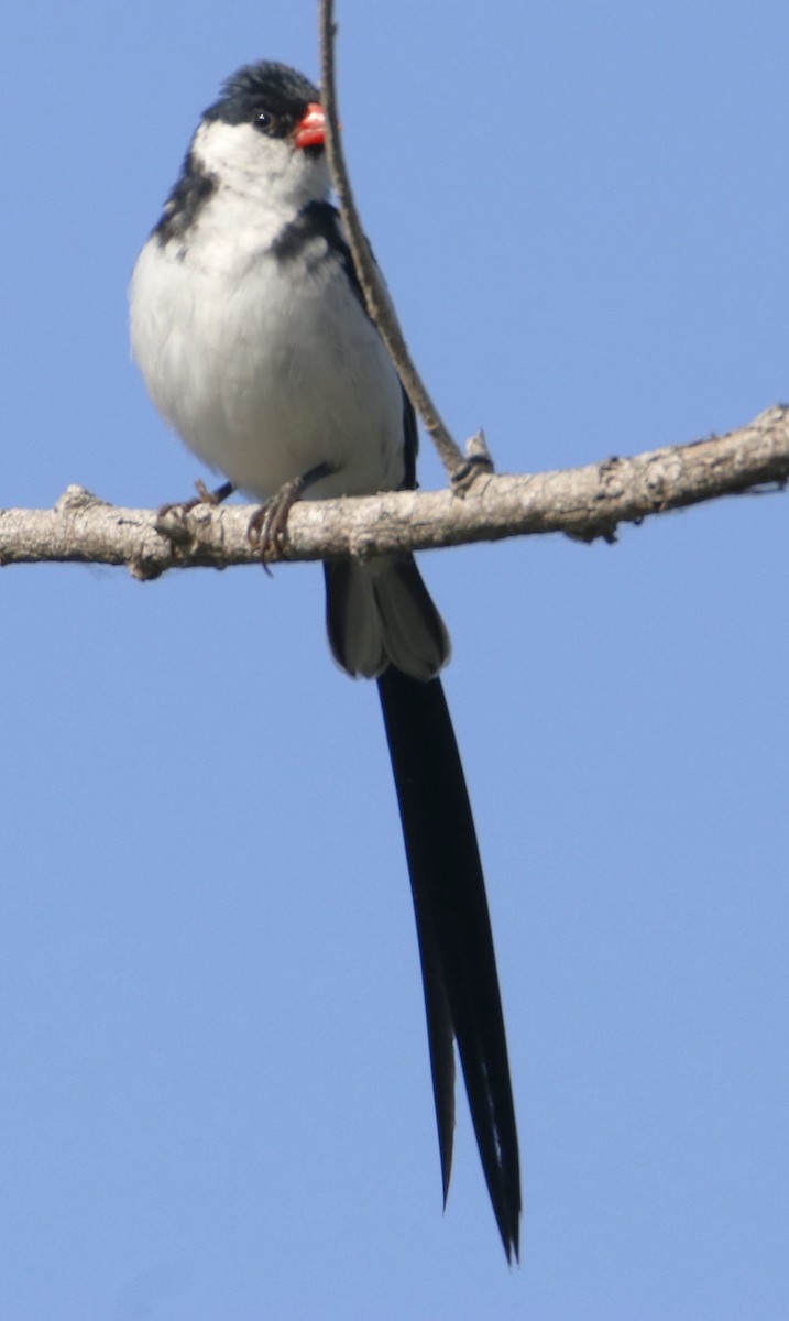 Pin-tailed Whydah - ML619858024