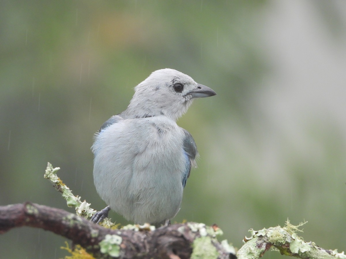 Blue-gray Tanager - ML619858025