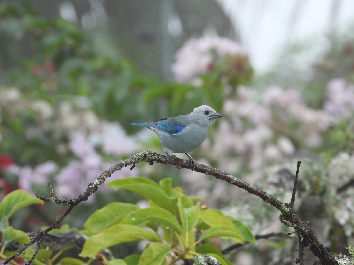 Blue-gray Tanager - ML619858045