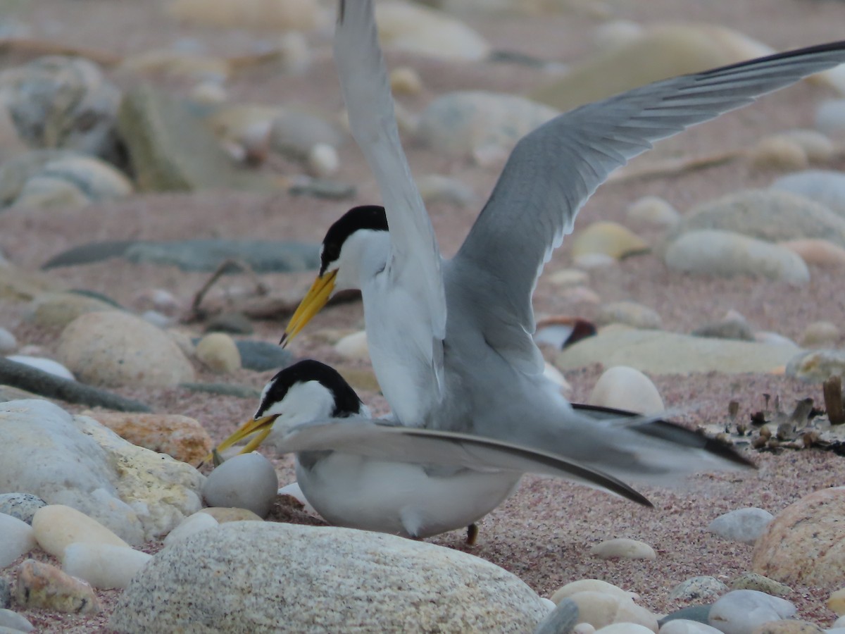 Least Tern - ML619858046