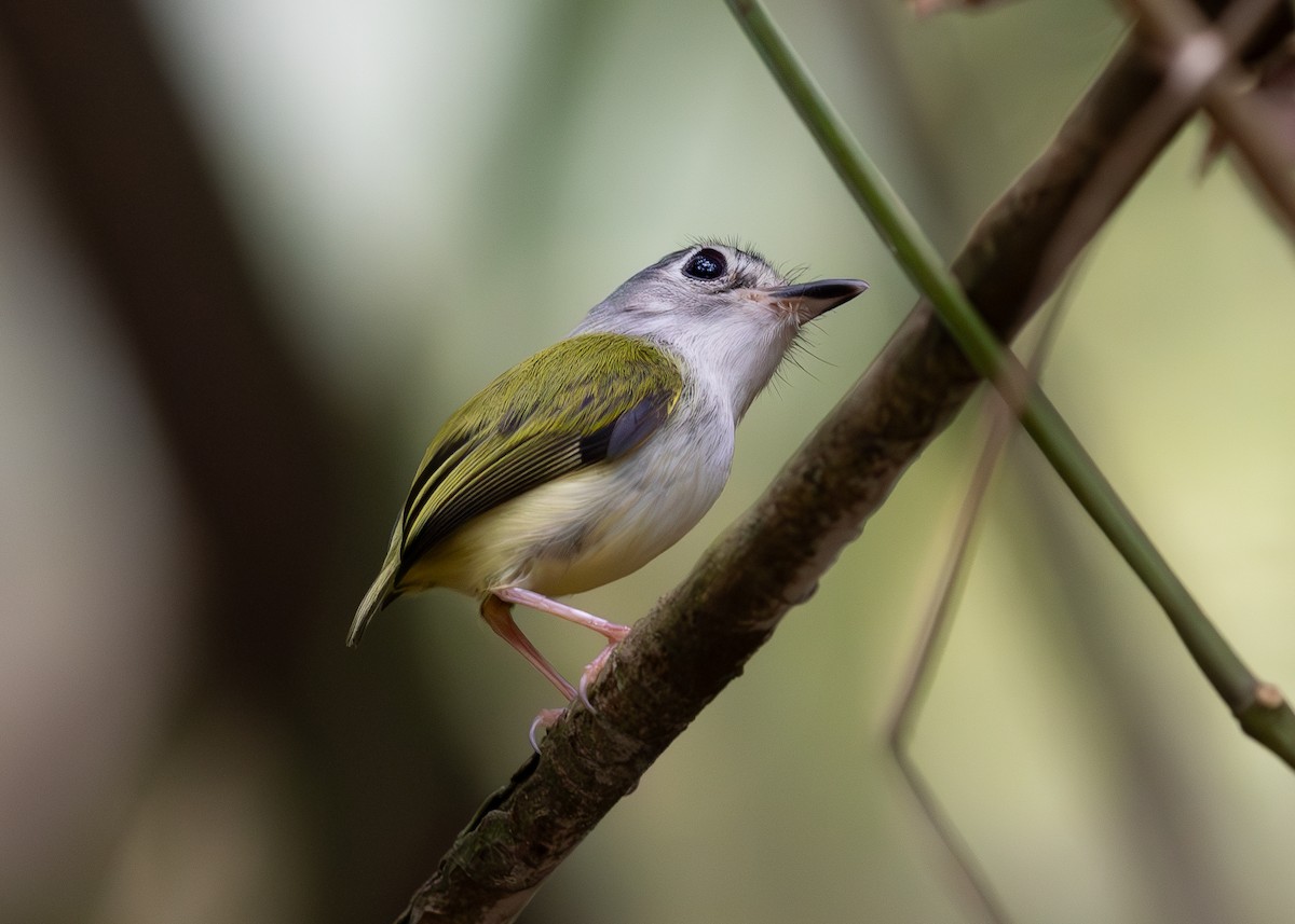 Black-capped Pygmy-Tyrant - ML619858056