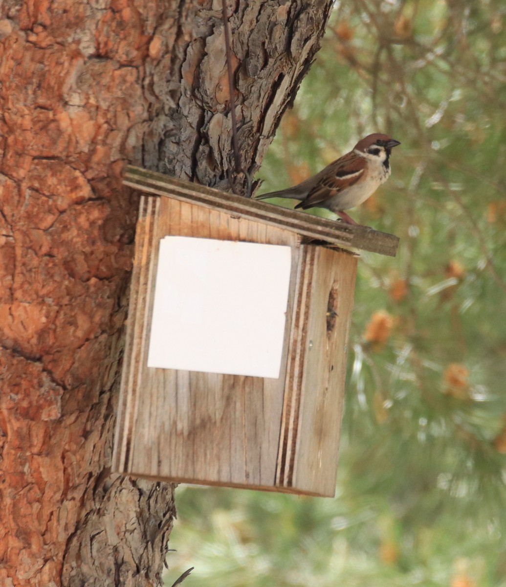 Eurasian Tree Sparrow - ML619858067