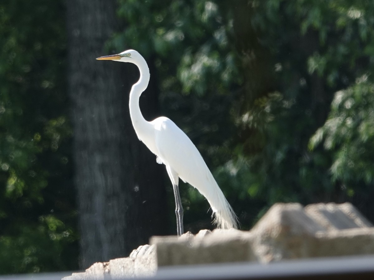 Great Egret - ML619858068