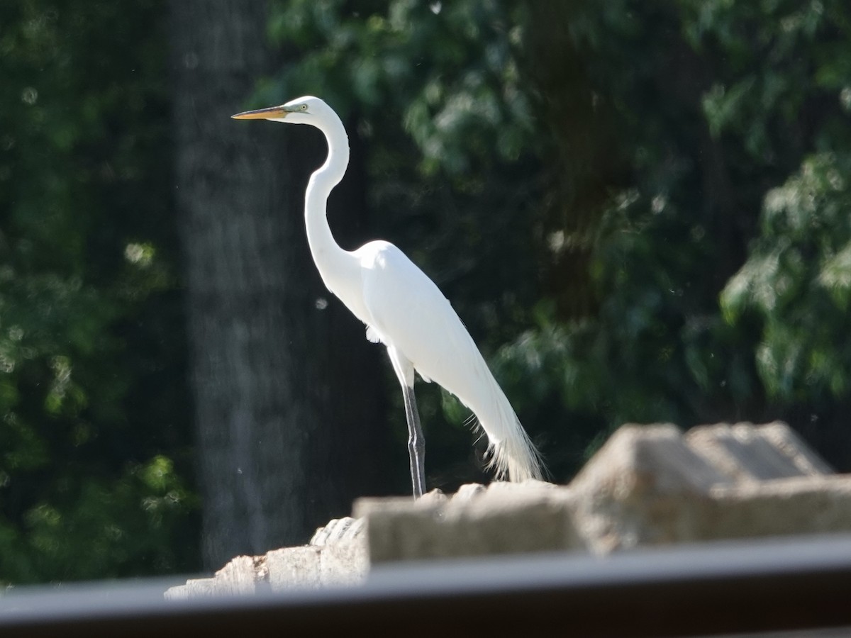 Great Egret - Lottie Bushmann