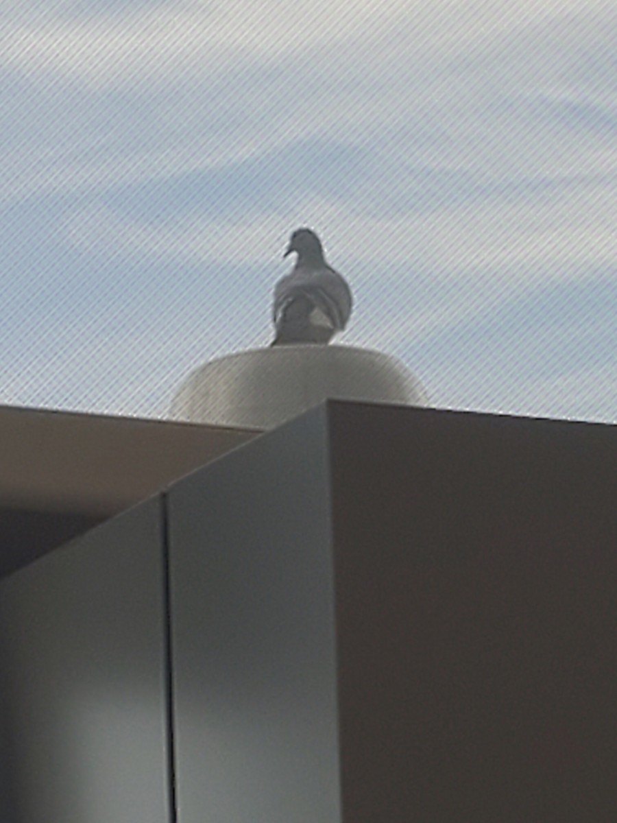 Rock Pigeon (Feral Pigeon) - ML619858070