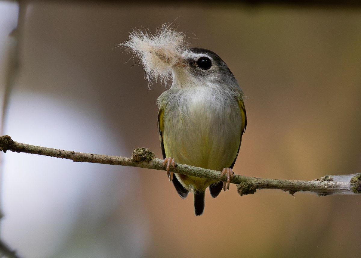 Black-capped Pygmy-Tyrant - ML619858096