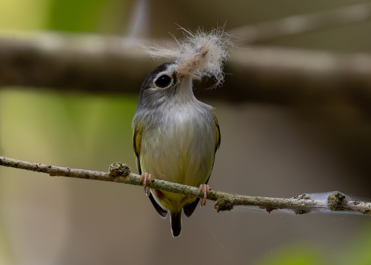 Black-capped Pygmy-Tyrant - ML619858097