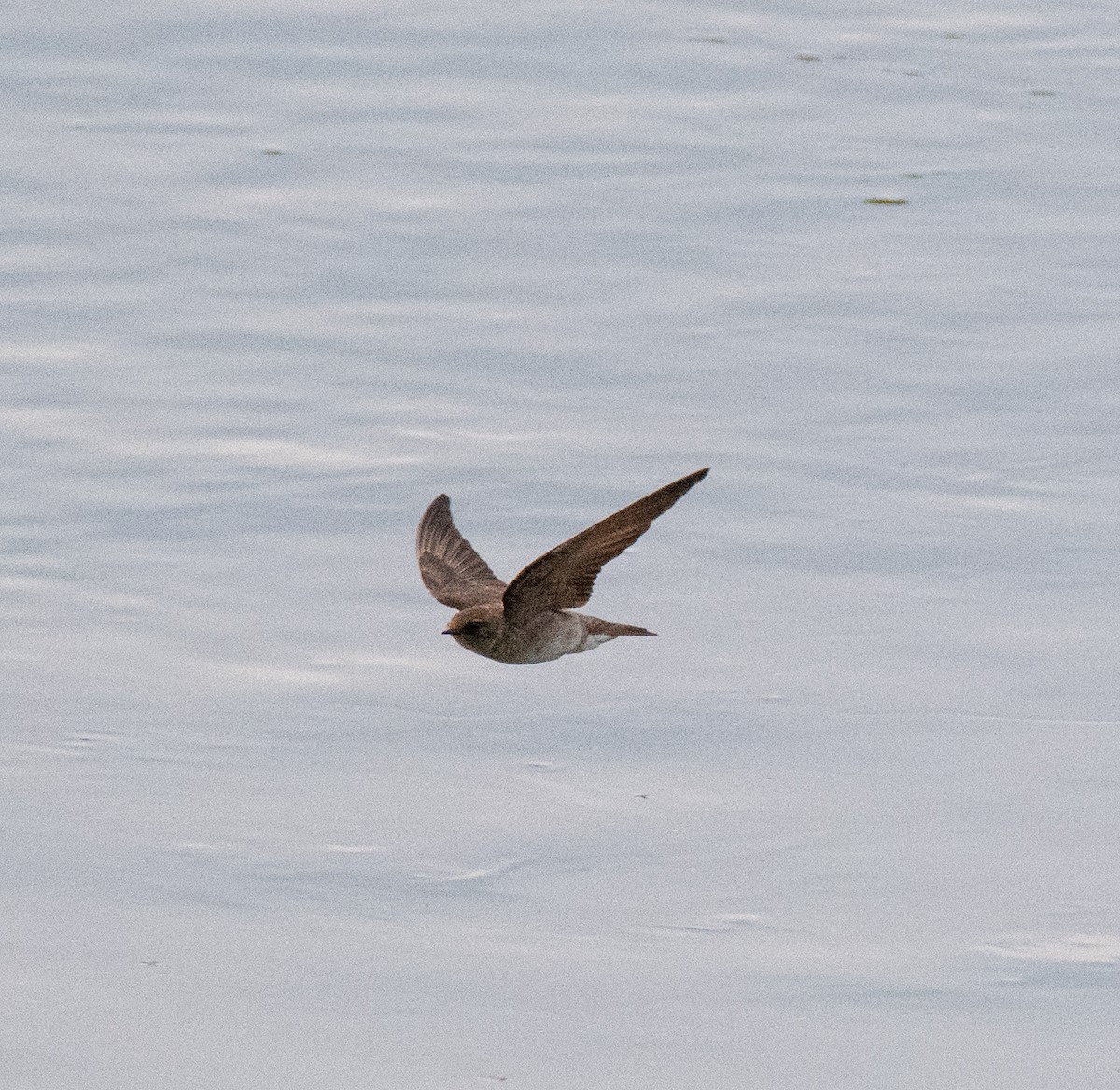 Northern Rough-winged Swallow - ML619858121