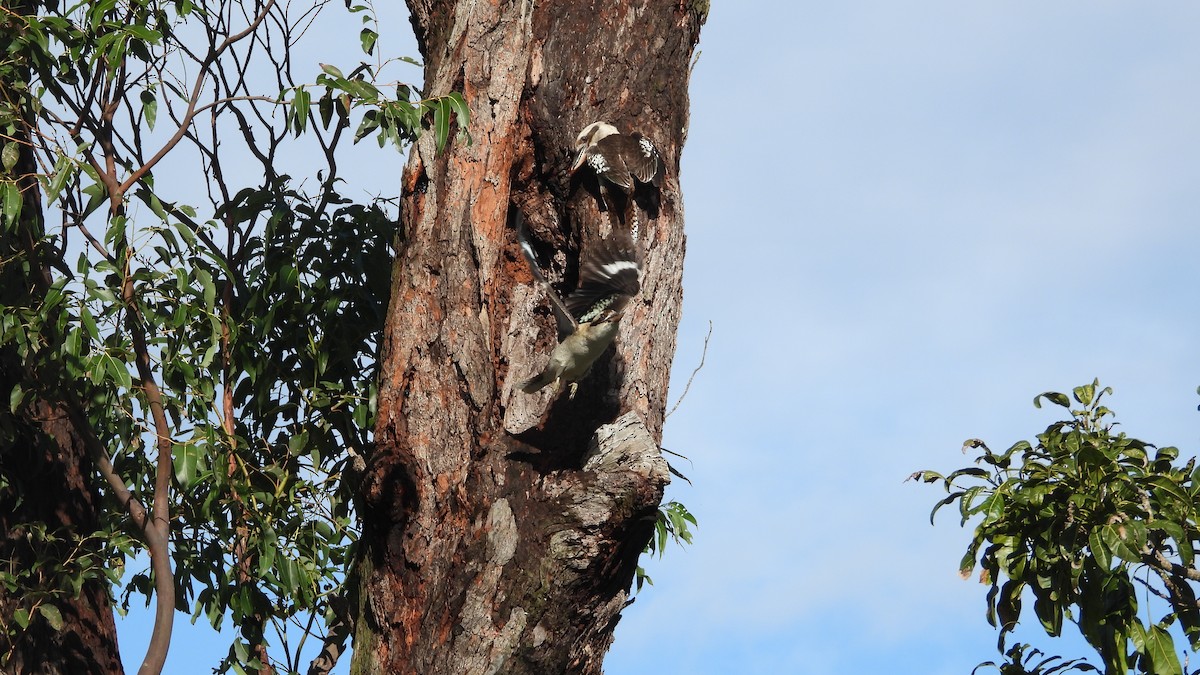 Laughing Kookaburra - ML619858139