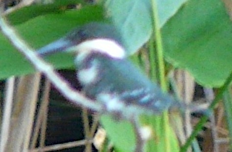 Green Kingfisher - ML619858143