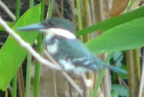 Green Kingfisher - ML619858146