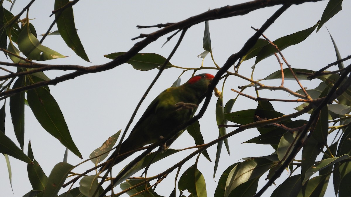 Scaly-breasted Lorikeet - ML619858147