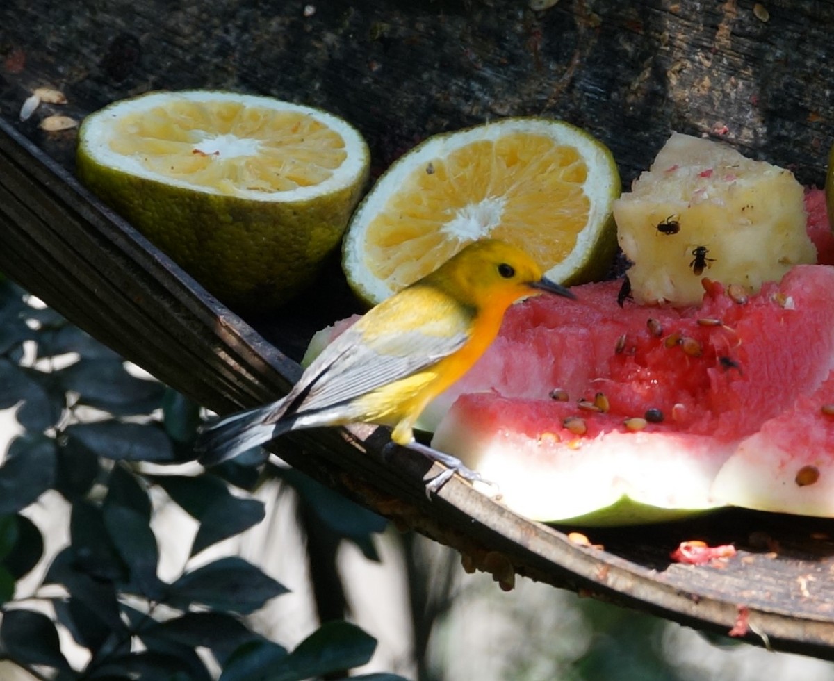 Prothonotary Warbler - ML619858164
