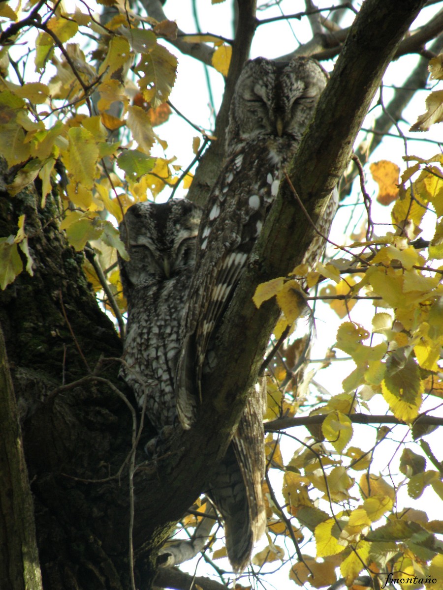 Tawny Owl - ML619858169