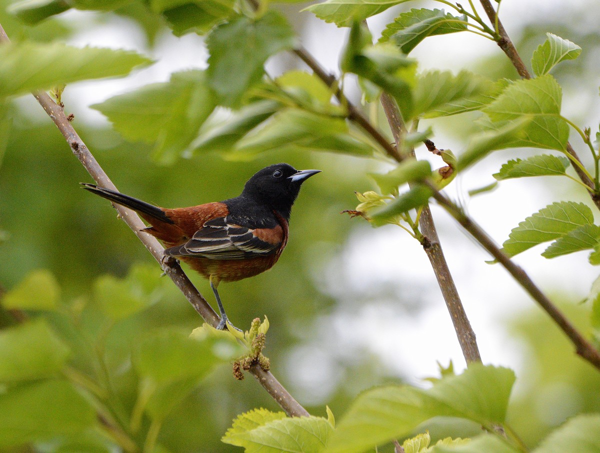 Orchard Oriole - ML619858184