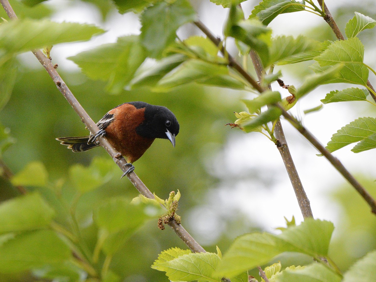 Orchard Oriole - ML619858190